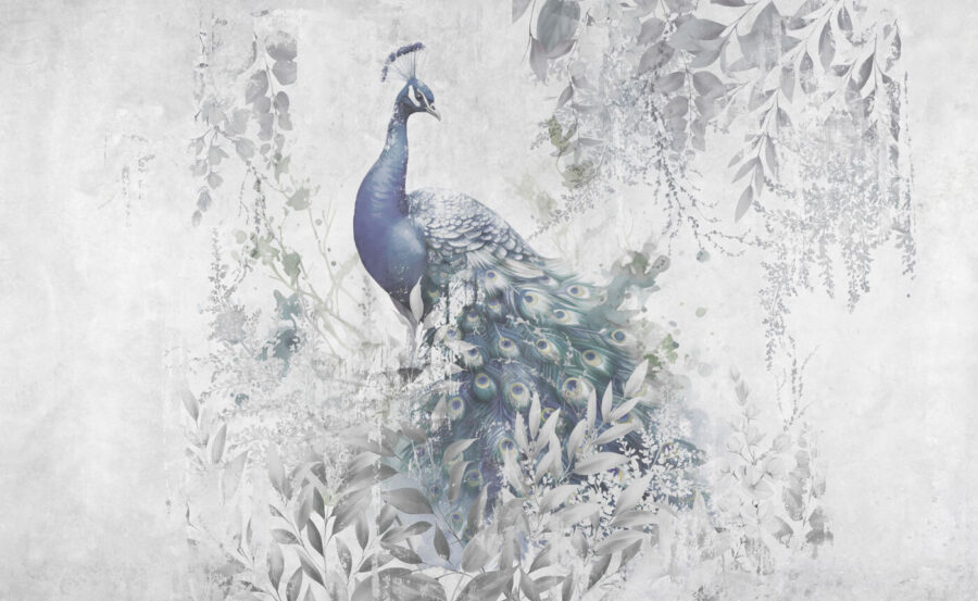 Peacock cu pene pe un fundal alb