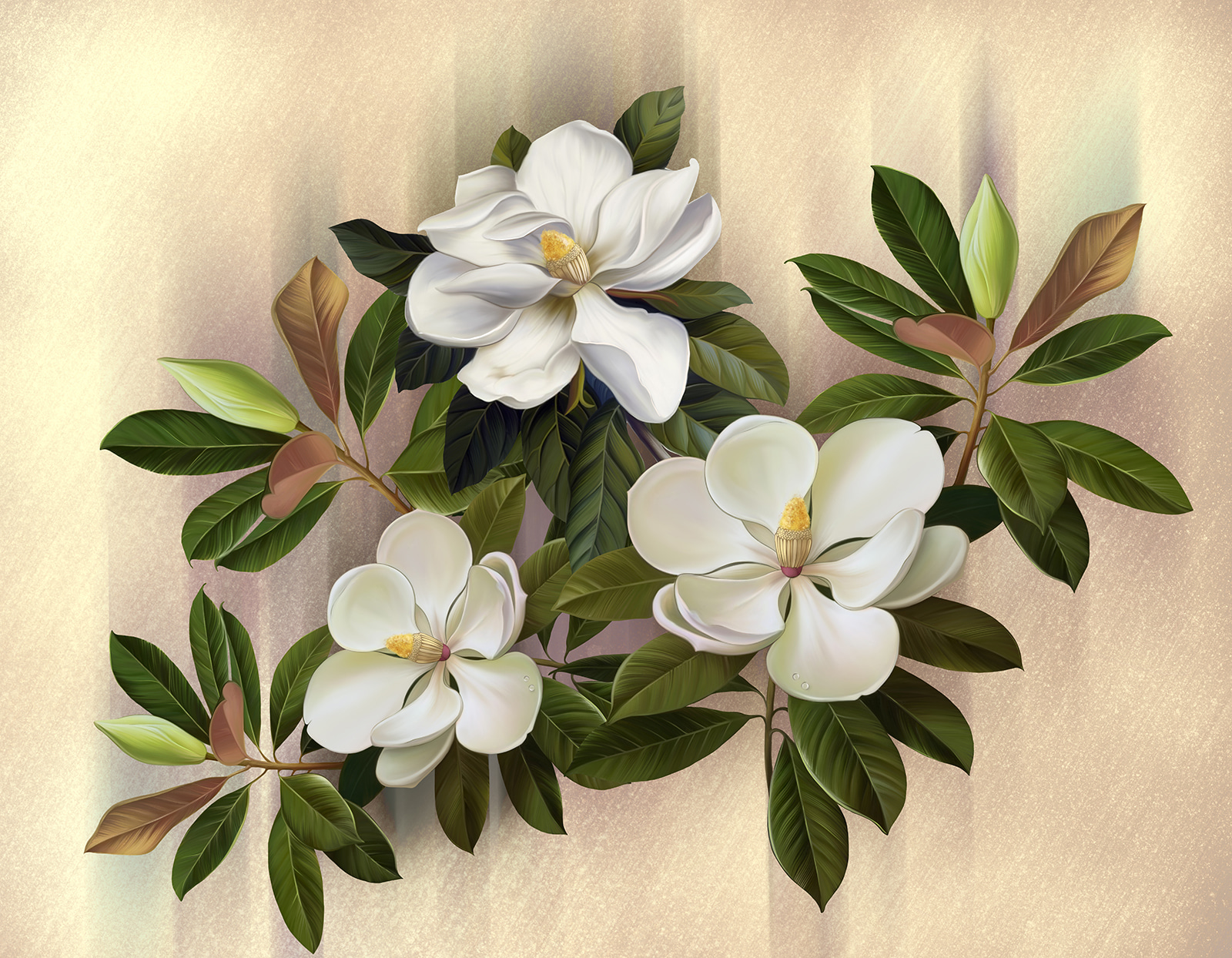Frumoase flori de magnolie expuse u95014p - Frumoase flori de magnolie expuse - tegory