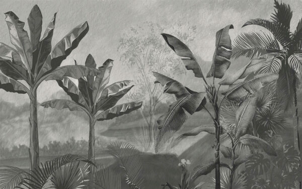 Imagine alb-negru a unei păduri tropicale Imagine alb-negru a unei păduri tropicale