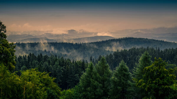 Pădure cu ceață și nori Pădure cu ceață și nori