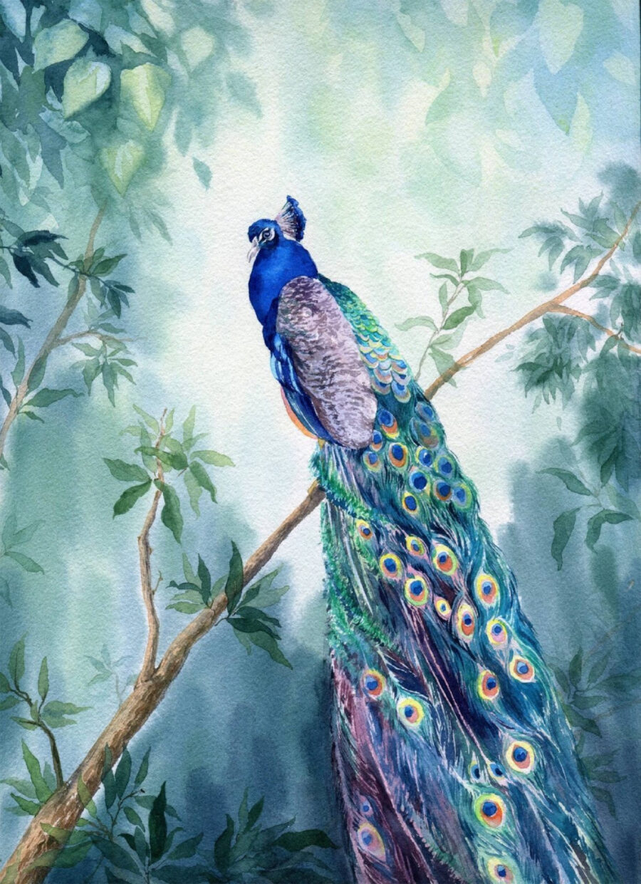 Acuarelă de un păun pe o ramură Acuarelă de un păun pe o ramură
