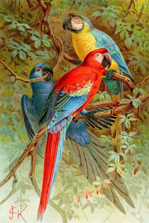 Grup de păsări colorate pe o ramură de copac Grup de păsări colorate pe o ramură de copac