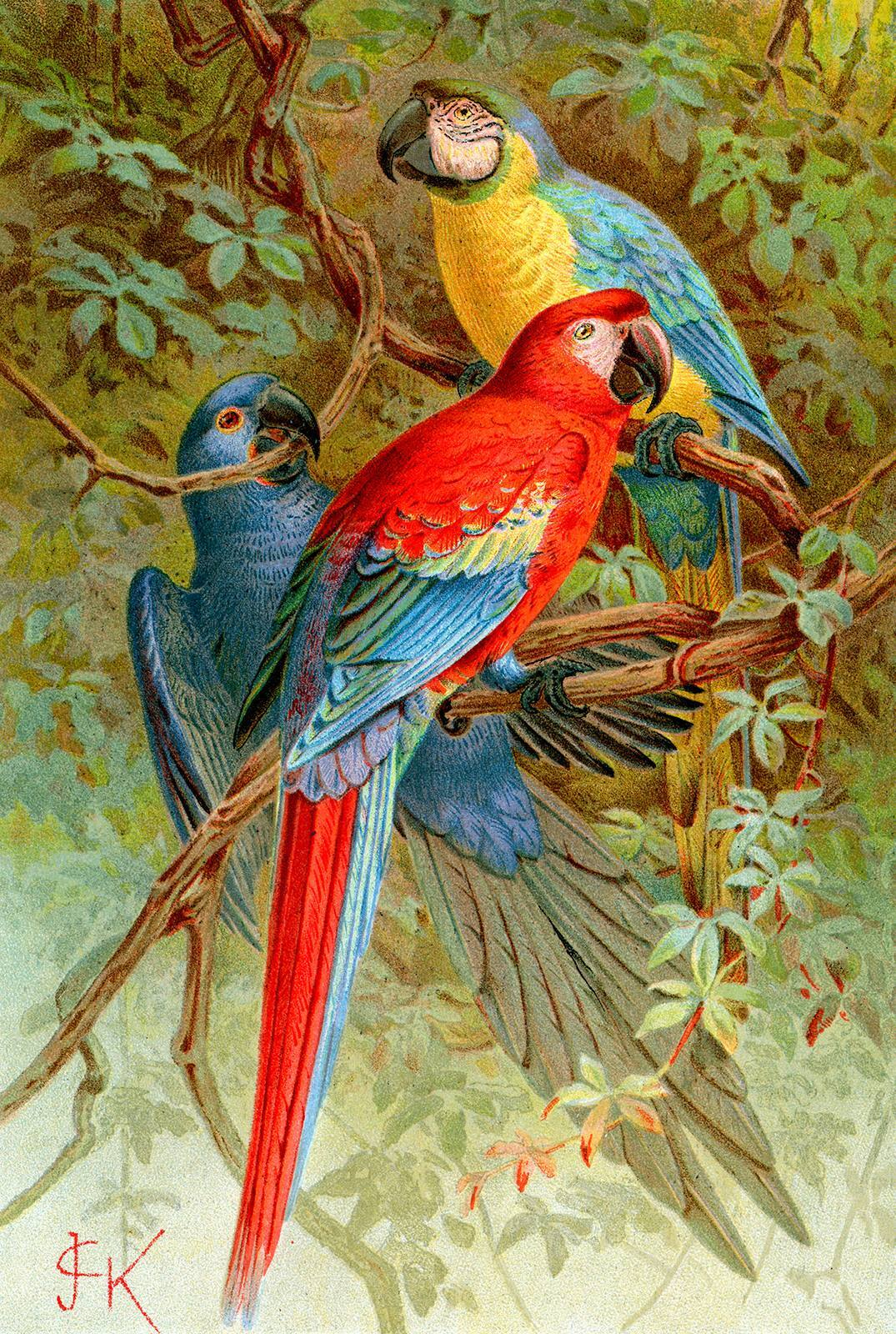 Grup de păsări colorate pe o ramură de copac u71620p - Grup de păsări colorate pe o ramură de copac - tegory