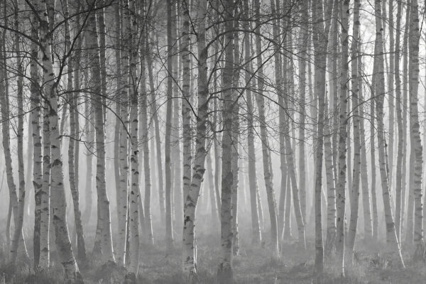 Grup de copaci într-o pădure Grup de copaci într-o pădure