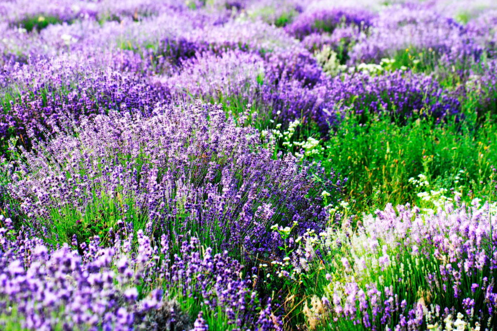 Câmp de flori mov Câmp de flori mov