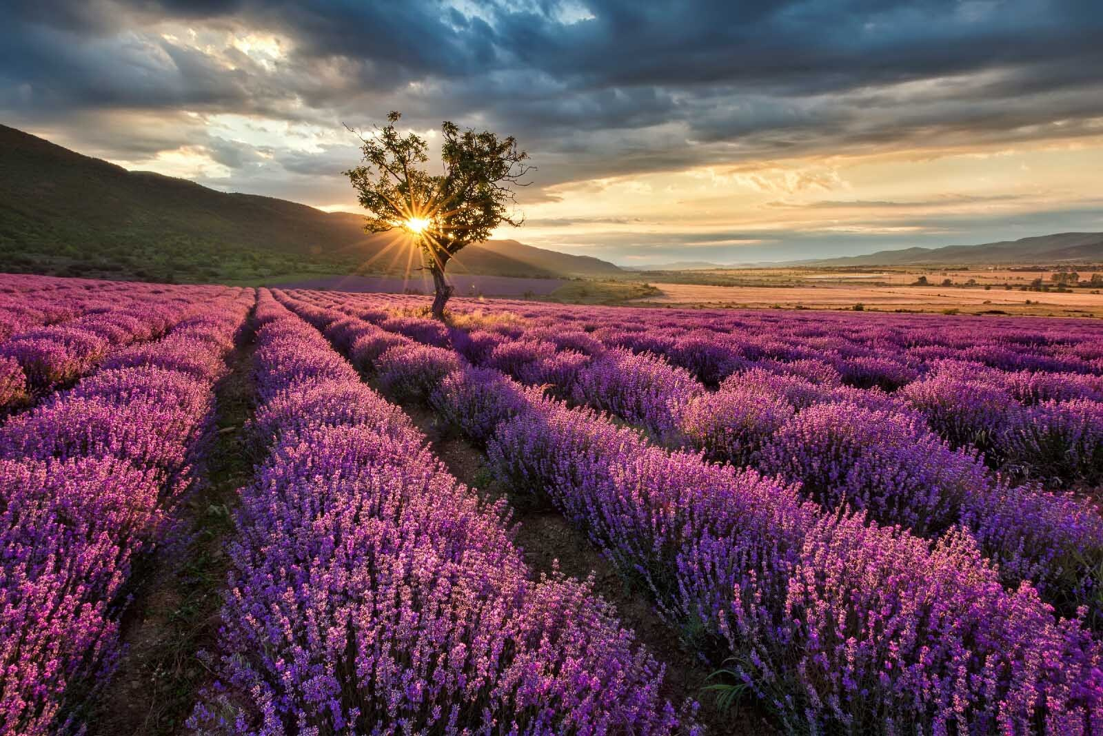 Tree in a field of lavender