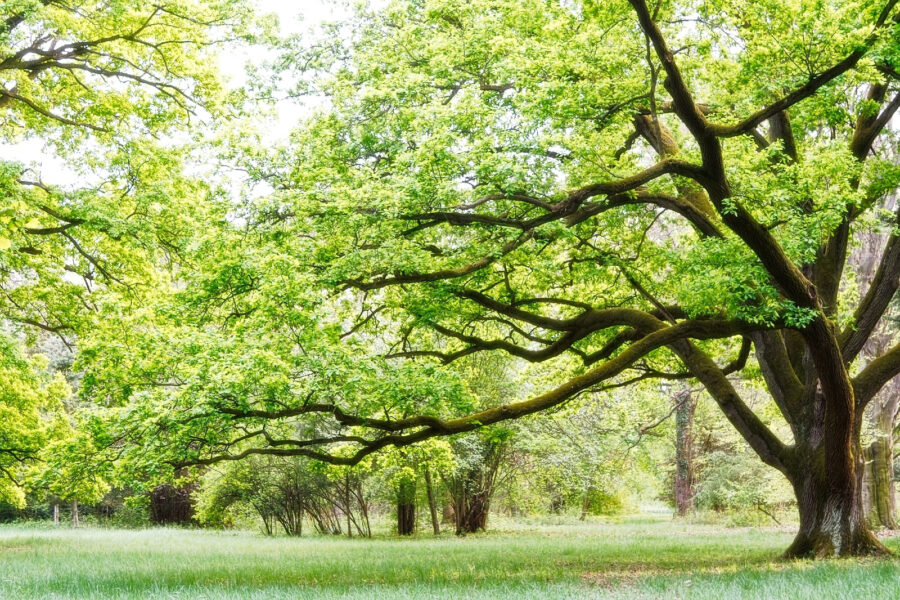 Fototapet Un copac cu frunze verzi - imagine 3