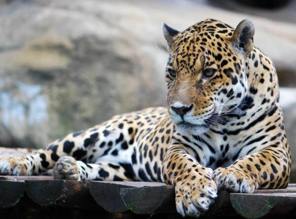 Leopard întins pe o suprafață de lemn Leopard întins pe o suprafață de lemn