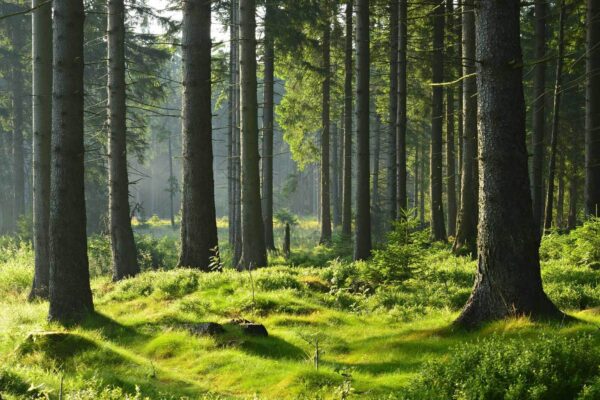 Pădure cu copaci înalți și iarbă Pădure cu copaci înalți și iarbă