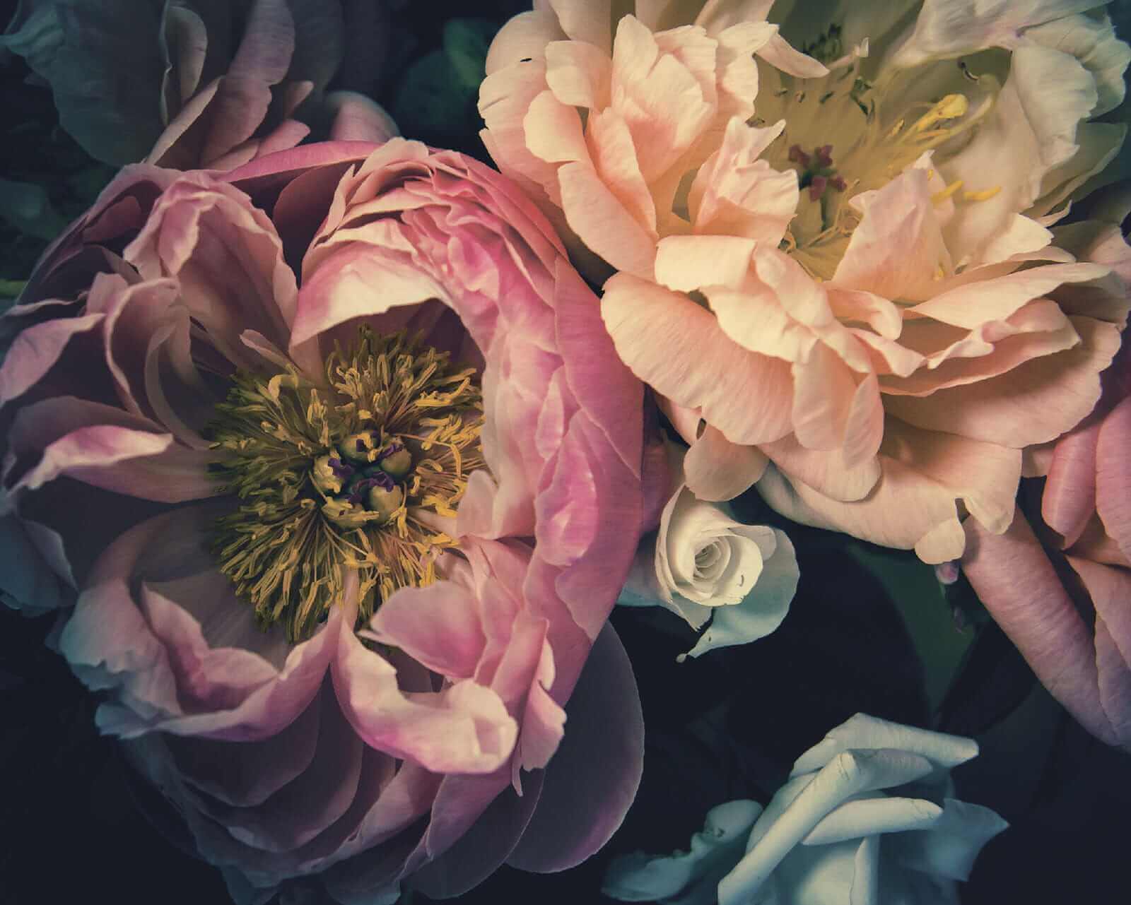 Inflorescențe frumoase în nuanțe delicate u53297p - Inflorescențe frumoase în nuanțe delicate - tegory