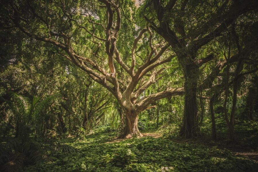 Copac mare într-o pădure