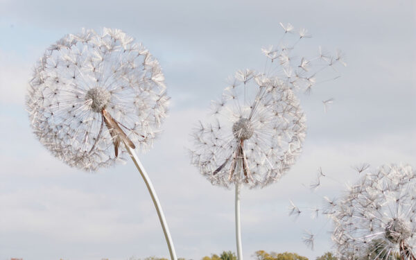 Group of dandelions with seeds Group of dandelions with seeds