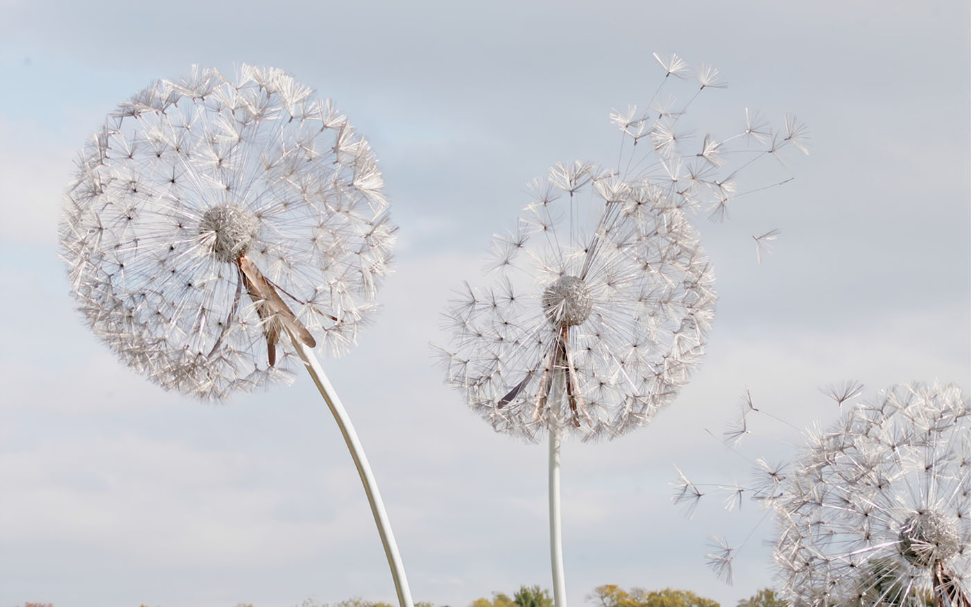 Group of dandelions with seeds Group of dandelions with seeds