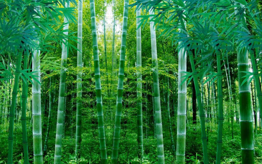 Grup de arbori de bambus