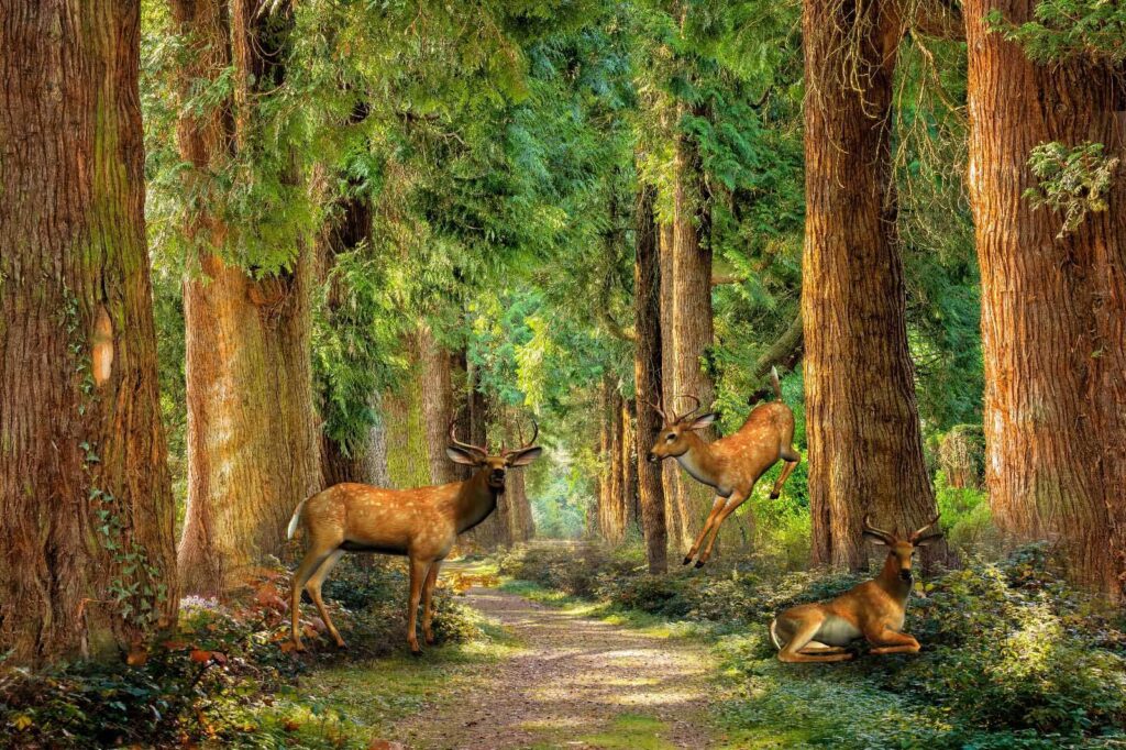 Grup de căprioare într-o pădure Grup de căprioare într-o pădure