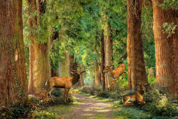 Grup de căprioare într-o pădure Grup de căprioare într-o pădure