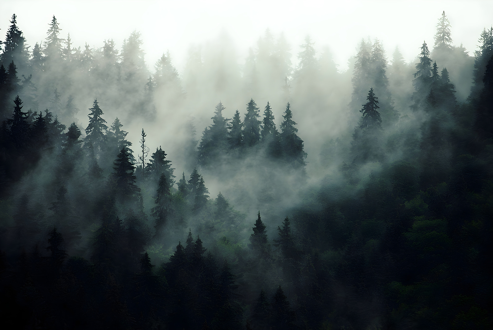 Foggy forest with trees