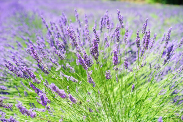Câmp vibrant de lavandă în floare Câmp vibrant de lavandă în floare