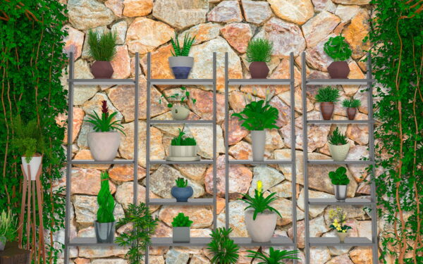 Grup de plante pe rafturi Grup de plante pe rafturi