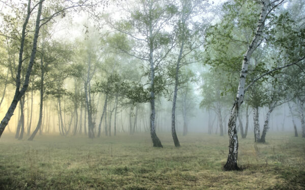 Pădure cețoasă cu copaci Pădure cețoasă cu copaci