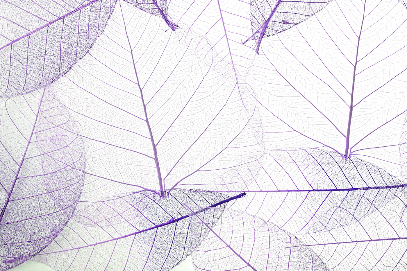 A group of purple leaves