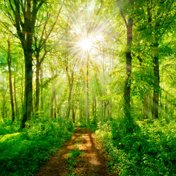 Poteca printr-o pădure cu copaci și plante Poteca printr-o pădure cu copaci și plante