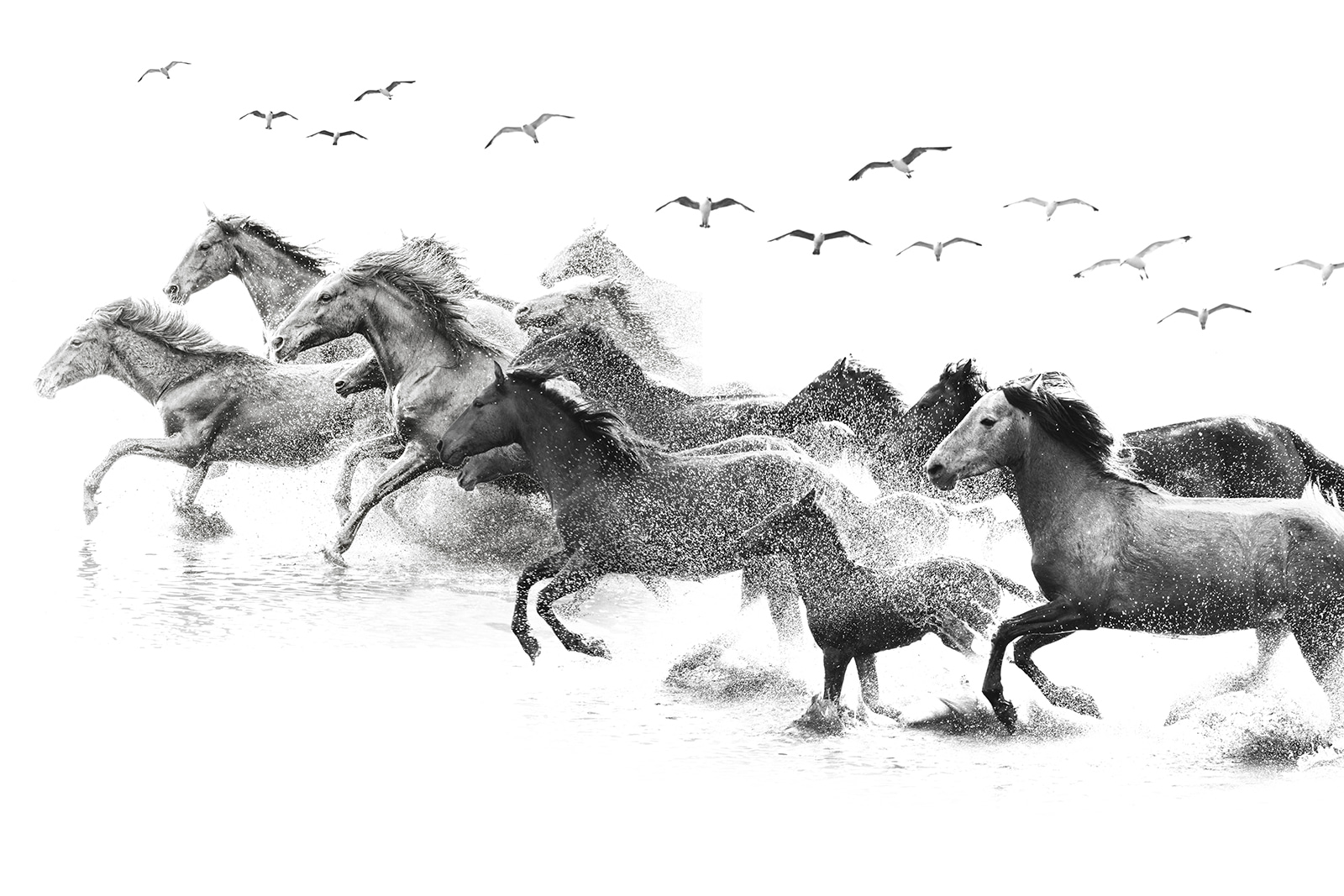 u14413p - Un grup de cai care aleargă prin apă - tegory