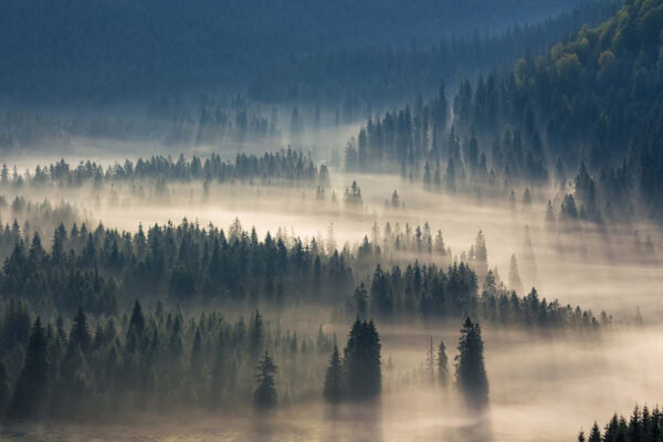 Pădure cețoasă cu copaci Pădure cețoasă cu copaci