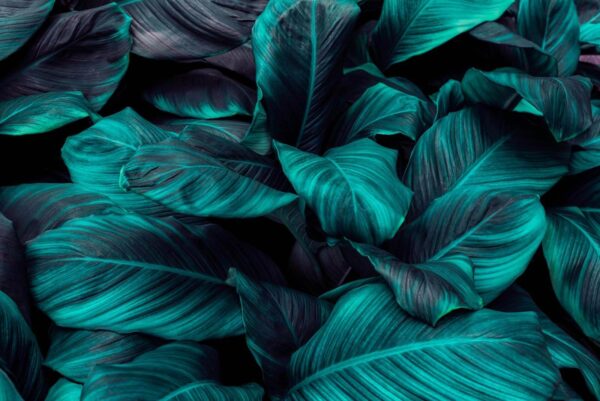 Frunziș tropical luxuriant în nuanțe vibrante u31835p 600x401 - Frunziș tropical luxuriant în nuanțe vibrante - tegory