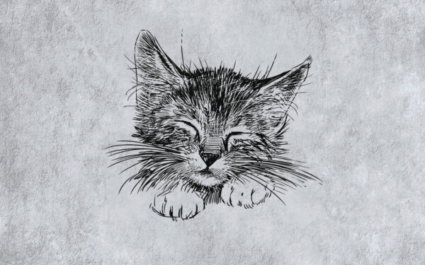 Desenul unei pisici Desenul unei pisici