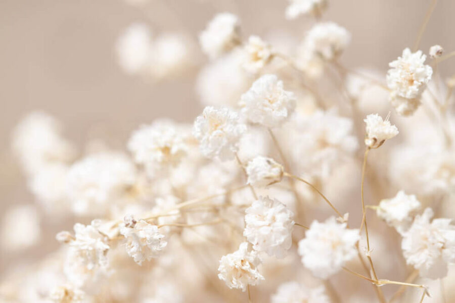 Flori delicate în focalizare moale