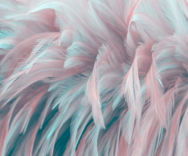 Pene delicate în culori moi. Pene delicate în culori moi.