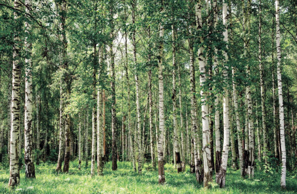 Grup de copaci într-o pădure Grup de copaci într-o pădure