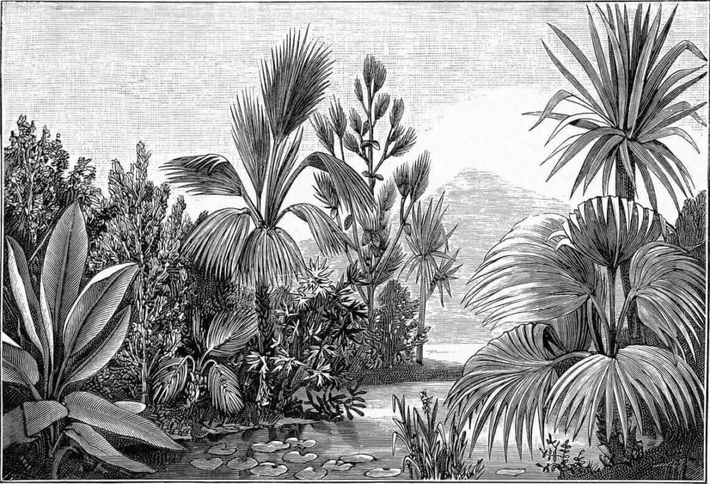 Desen alb-negru al unei păduri tropicale Desen alb-negru al unei păduri tropicale