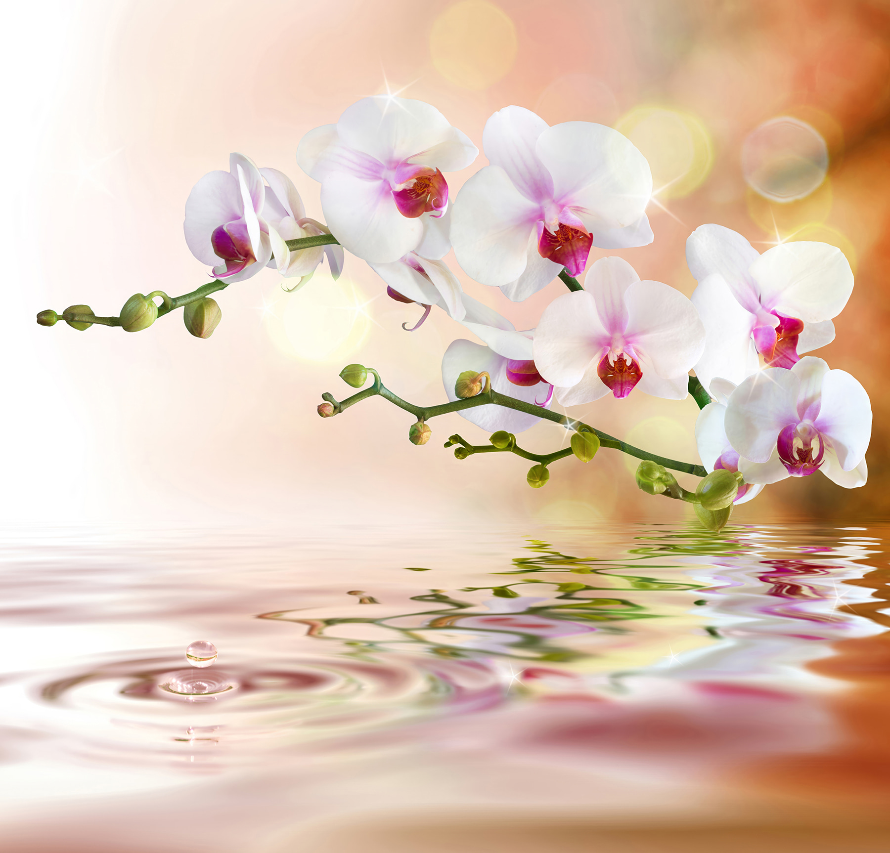 White orchids on a branch with water ripples