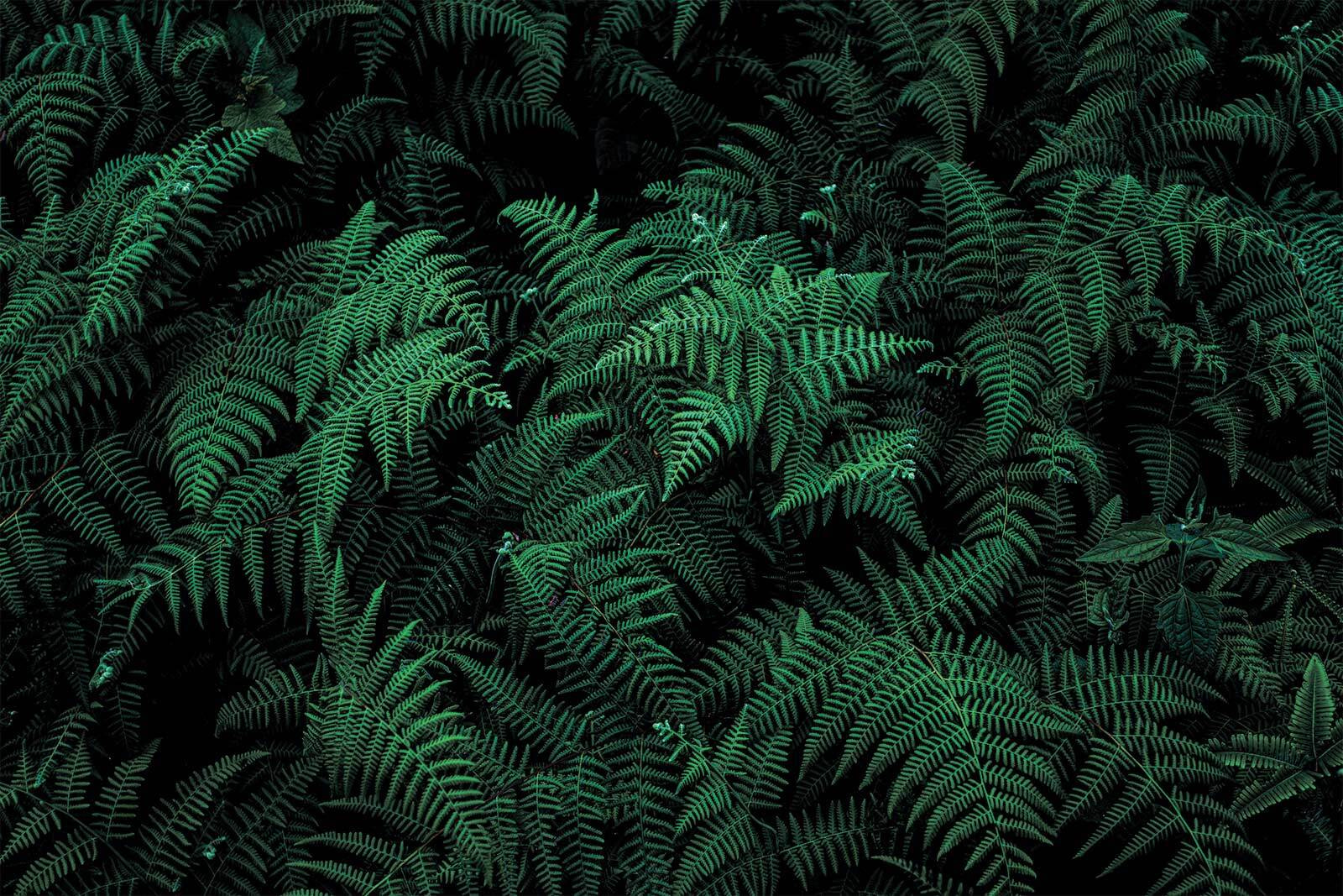 Lush ferns in deep green hues