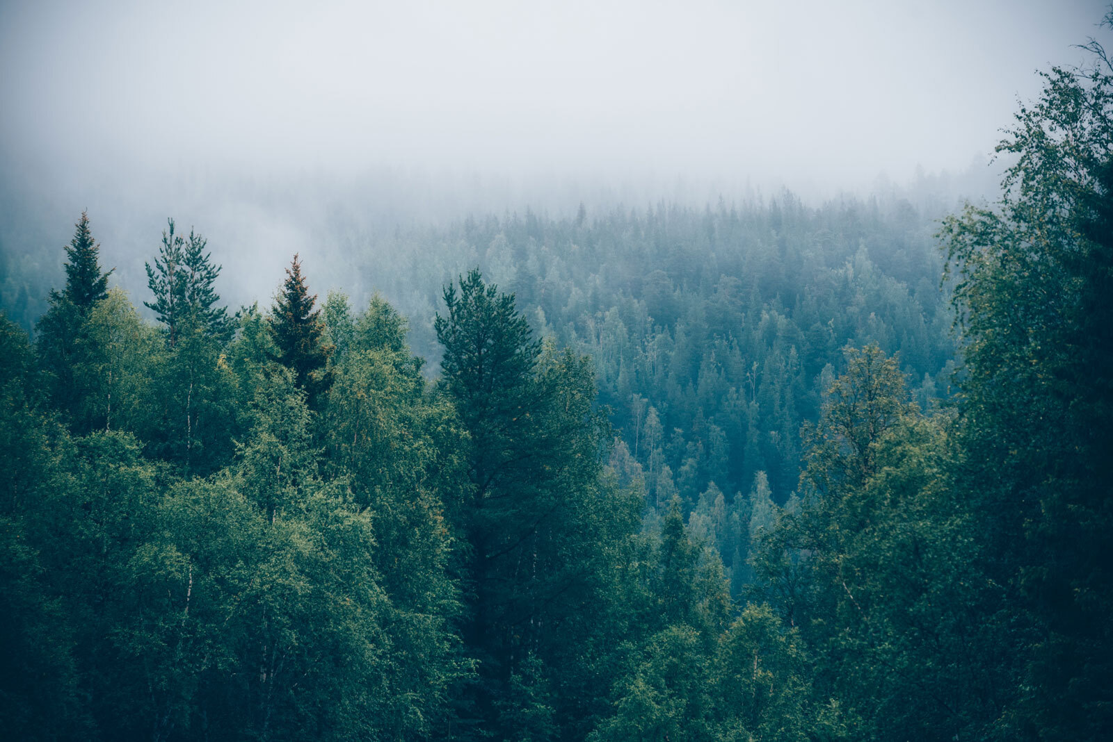 u74236p - Pădure de copaci cu ceață - tegory