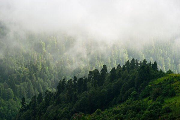 Pădure cețoasă cu copaci Pădure cețoasă cu copaci