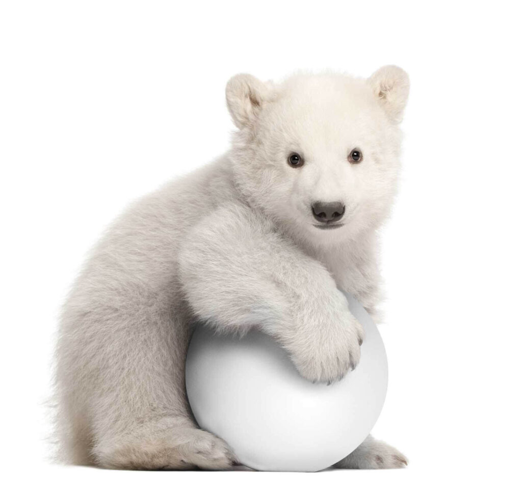 Urs polar care ține o minge Urs polar care ține o minge