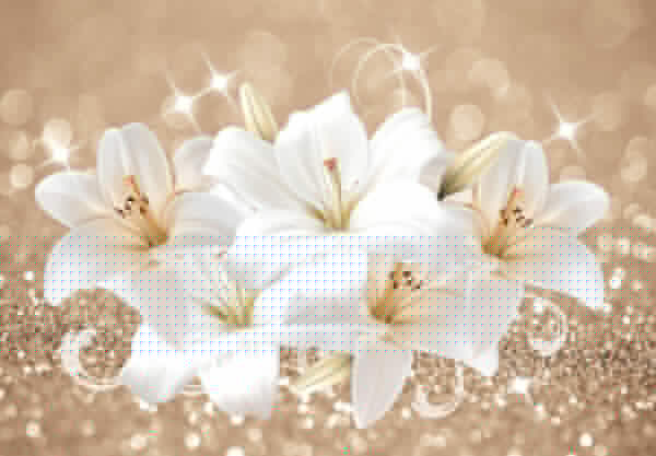 Grup de flori albe Grup de flori albe