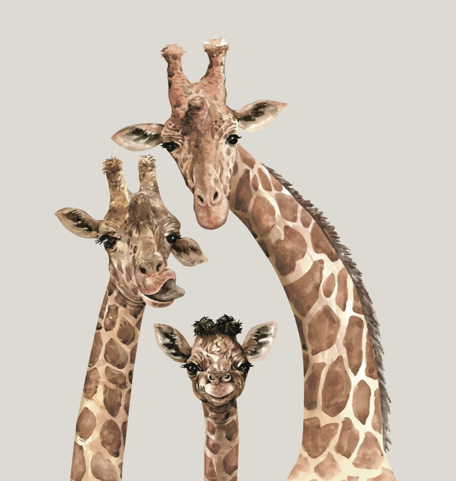 Un grup de girafe cu capetele împreunate