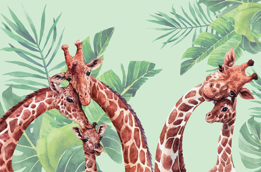 Un grup de girafe cu capetele împreunate Un grup de girafe cu capetele împreunate