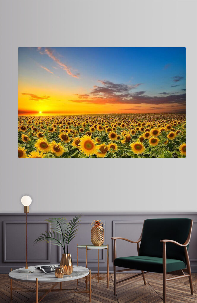 A field of sunflowers at sunset