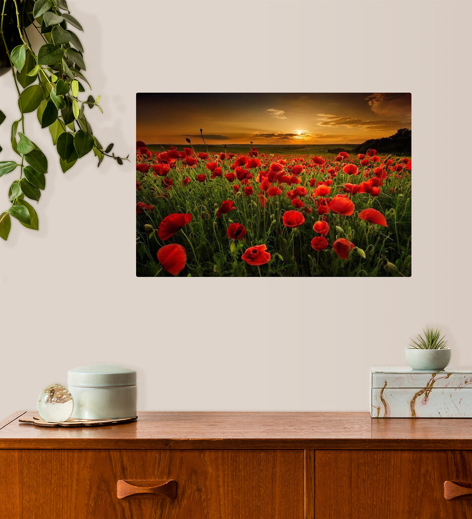 A field of red flowers A field of red flowers