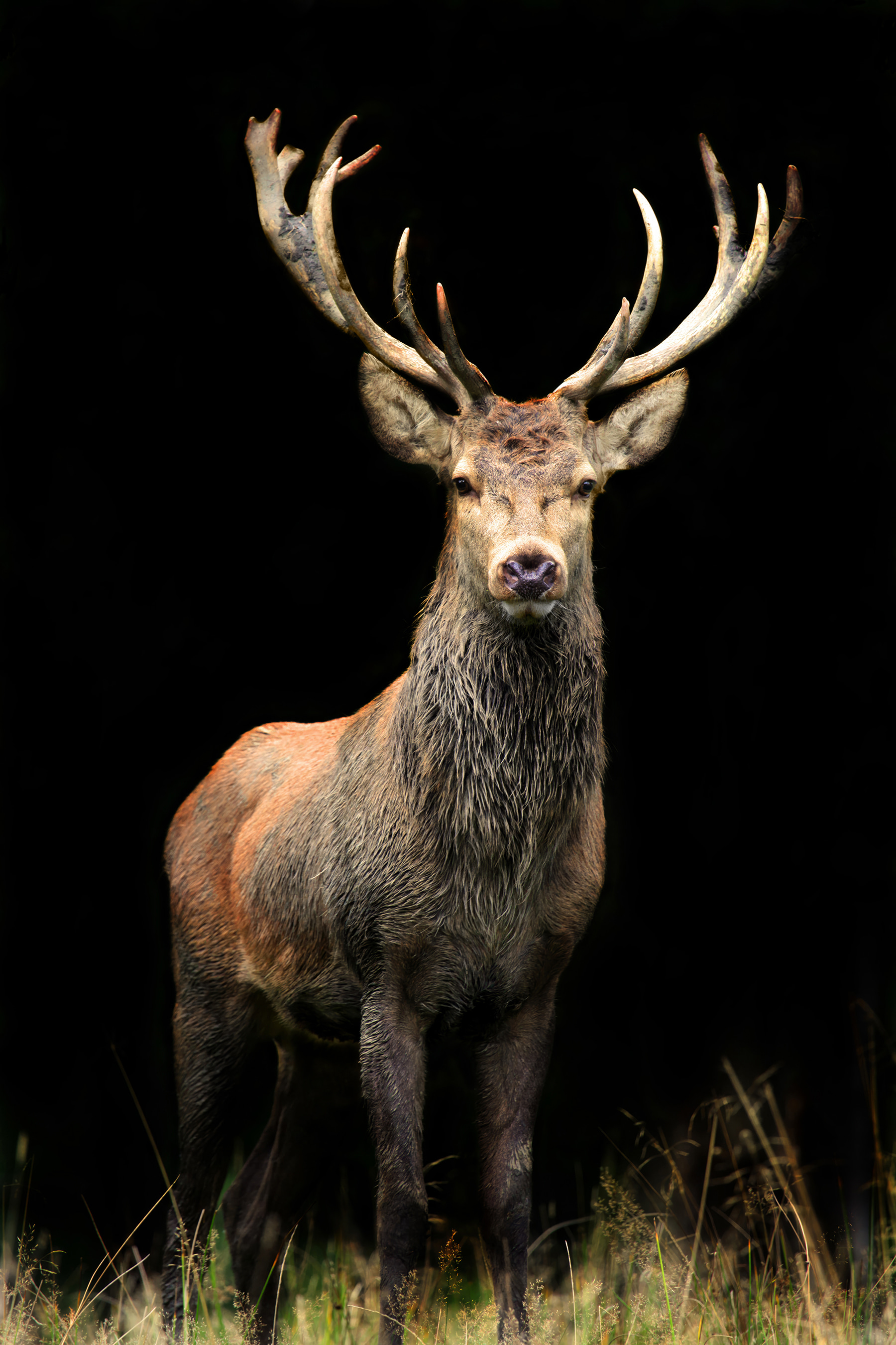 A deer with antlers standing in the dark