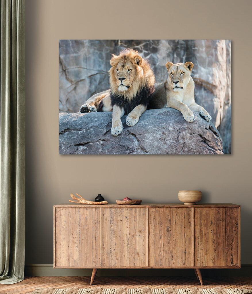 A couple of lions lying on a rock A couple of lions lying on a rock