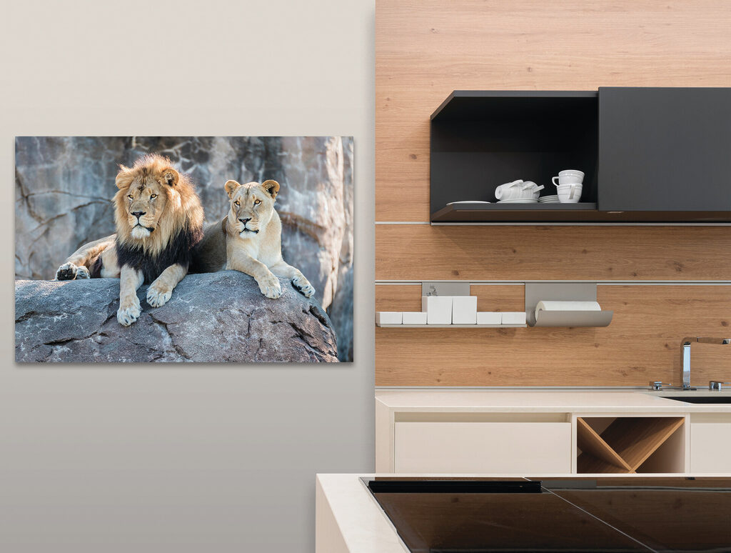 A couple of lions lying on a rock A couple of lions lying on a rock