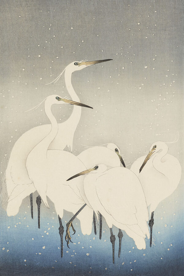 A group of white birds with long beaks