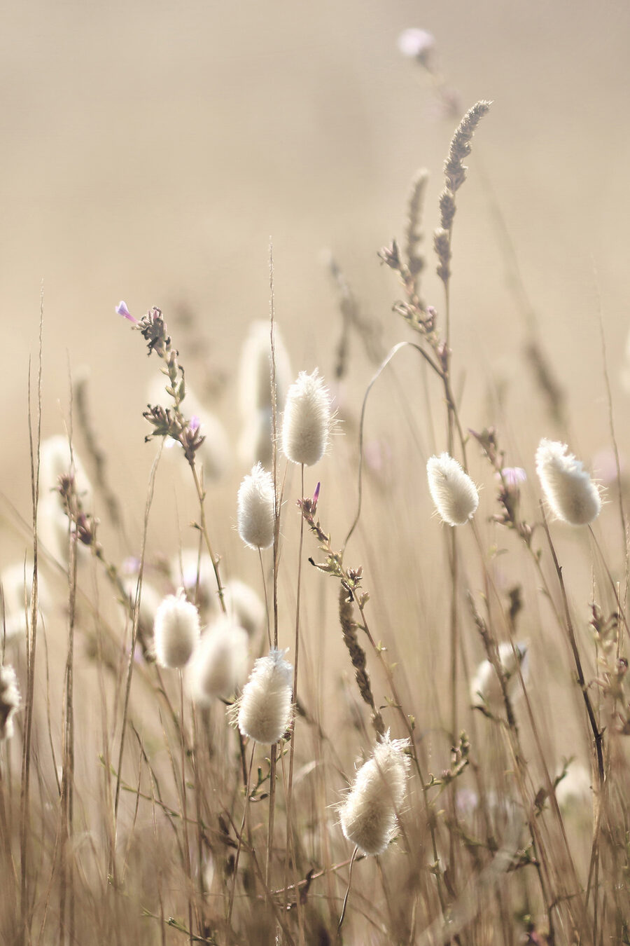 Un prim-plan al unei plante