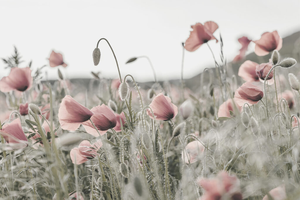 A field of pink flowers